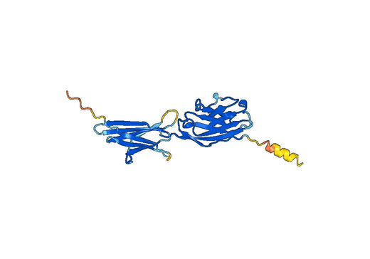 CD274 / PD-L1 / B7-H1, C-His, recombinant protein