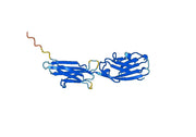 CD274 / PD-L1 / B7-H1, N-His, recombinant protein