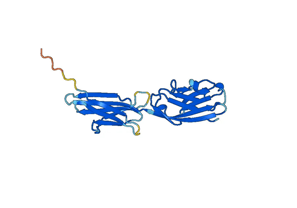 CD274 / PD-L1 / B7-H1, N-His, recombinant protein