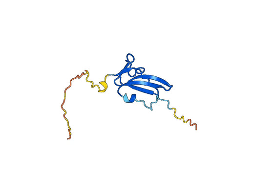 CD292 / BMPR1A, N-His, recombinant protein