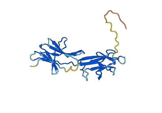 CD295 / LEPR, N-His, recombinant protein