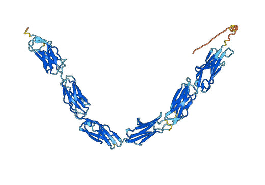 CD31 recombinant protein