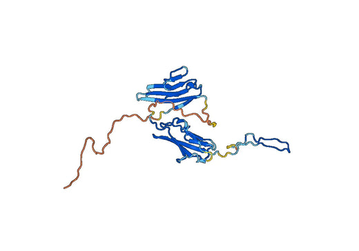CD331 Recombinant Protein