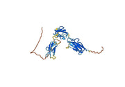 CD333 / FGFR3, C-His, recombinant protein
