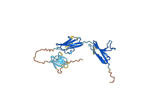 CD334 / FGFR4, N-His, recombinant protein