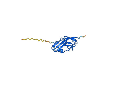 CD337 Recombinant Protein