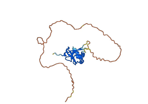 CD34, N-His, recombinant protein
