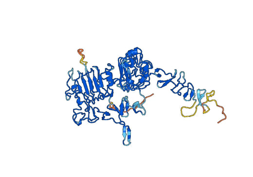 CD340 / ERBB2, C-His, recombinant protein