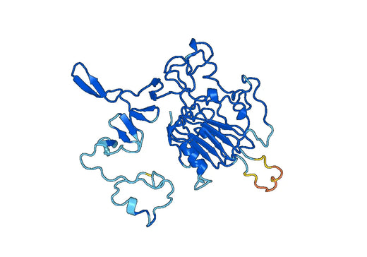 CD340 / ERBB2, N-His, recombinant protein
