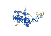 CD340 Recombinant Protein