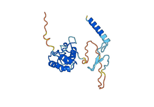 CD349 / FZD9, N-His, recombinant protein