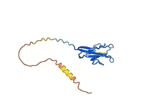 CD366 / HAVCR2 / TIM-3, N-His, recombinant protein