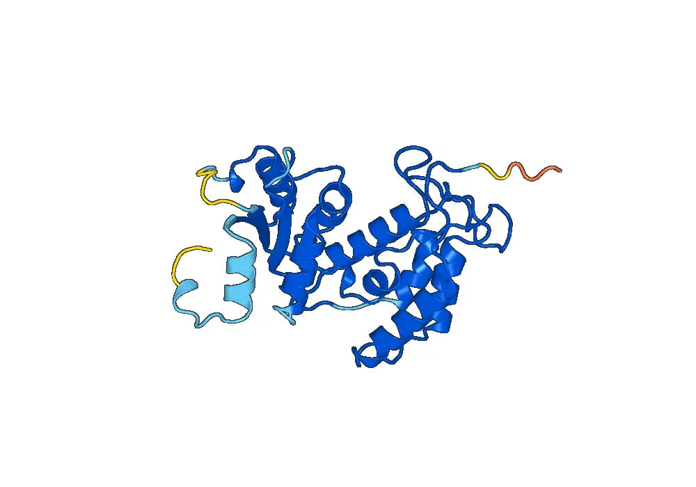 CD38 Recombinant Protein
