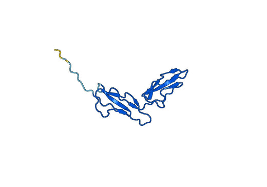 CD46 (Val147-Lys285), N-His, recombinant protein
