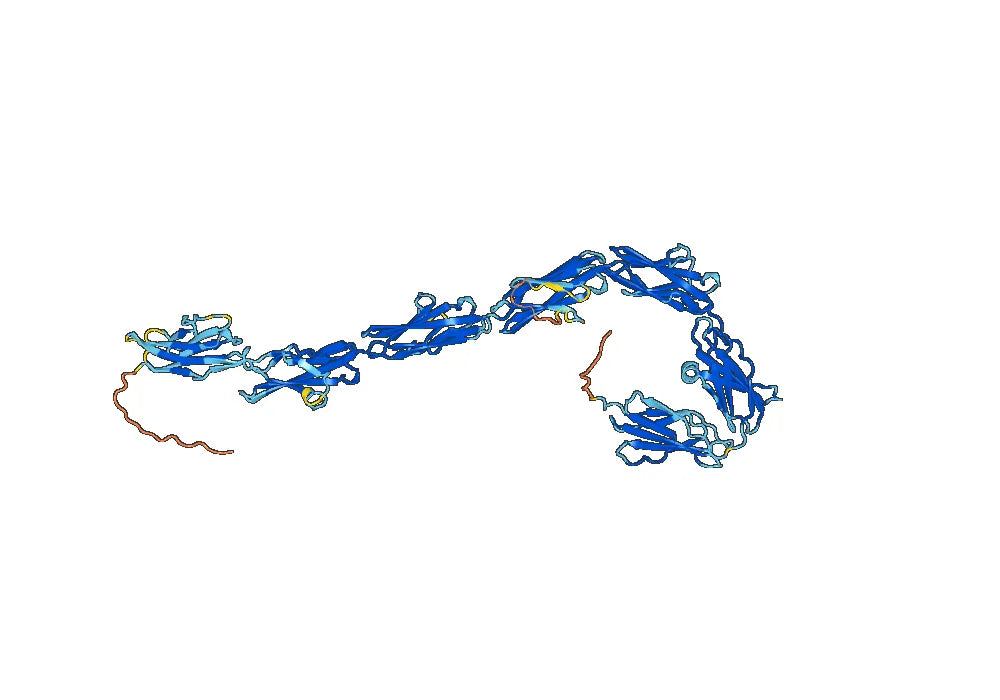 CD56 Recombinant Protein