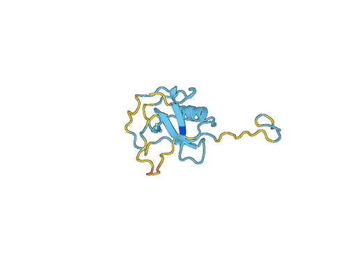 CD5L, N-His, recombinant protein