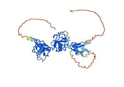 CD6 recombinant protein