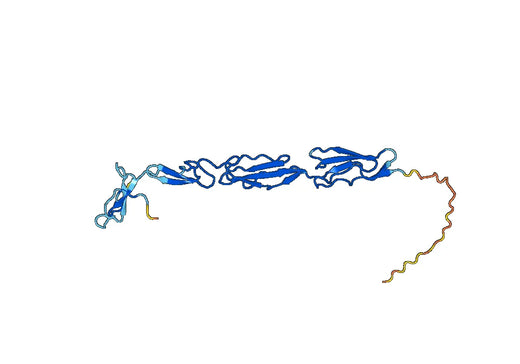CD62L recombinant protein