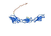 CD66c Recombinant Protein