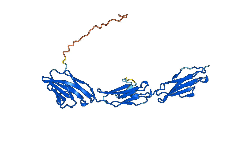CD66c Recombinant Protein