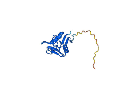 CD69, N-His, recombinant protein