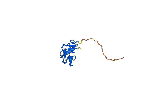 CD94 / KLRD1, N-His, recombinant protein