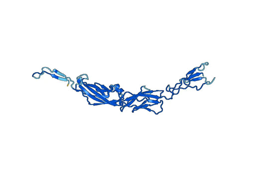 CDH17, N-His, recombinant protein