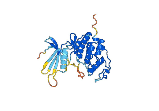CDK4, N-His, recombinant protein