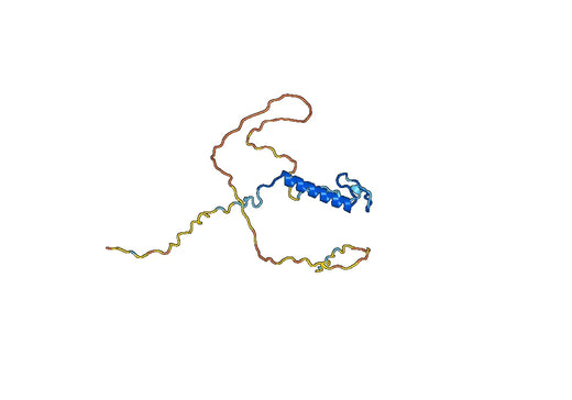 CDKN1B, N-His, recombinant protein
