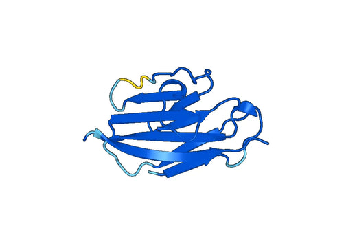 CEACAM7 recombinant protein