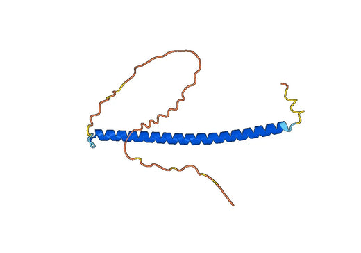 CEBPB, N-His, recombinant protein
