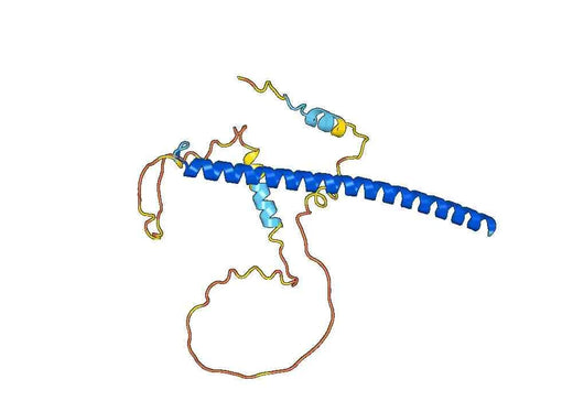 CEBPD, N-His, recombinant protein