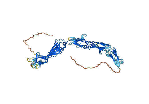Cell surface glycoprotein MUC18(MCAM)