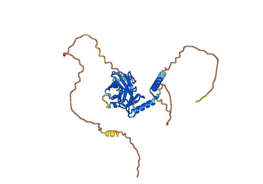 Cellular tumor antigen p53
