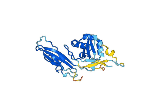 CELSR3, N-His, recombinant protein