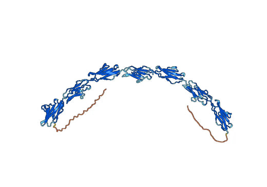 Cergutuzumab ELISA Kit
