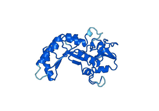 CHI3L1, N-His, recombinant protein