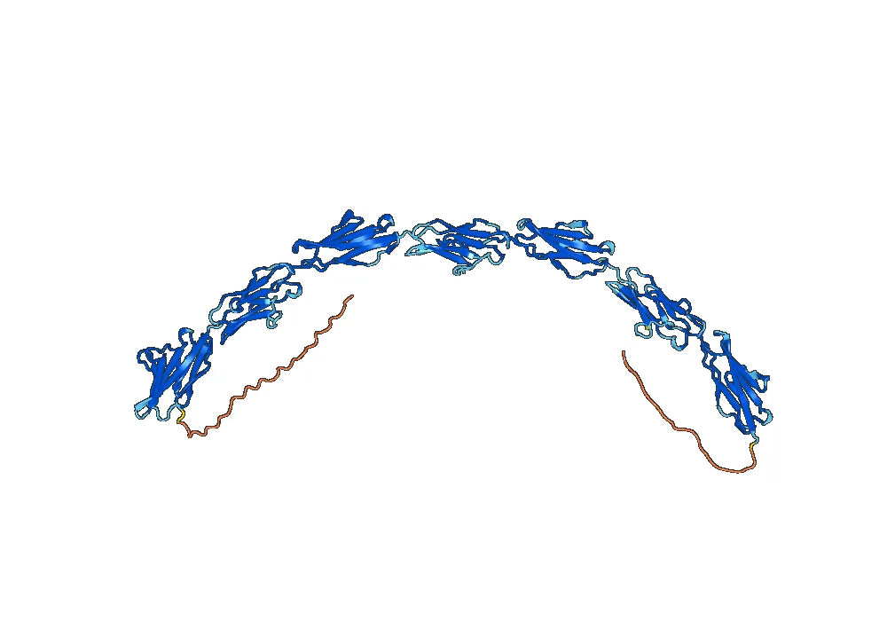 Cibisatamab Biosimilar - Anti-CEACAM5&CD3E;CD3E mAb - Research Grade