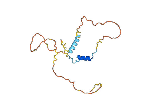 CITED1, N-His, recombinant protein