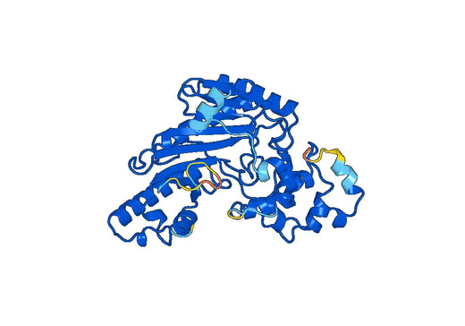 CKM, N-His, recombinant protein