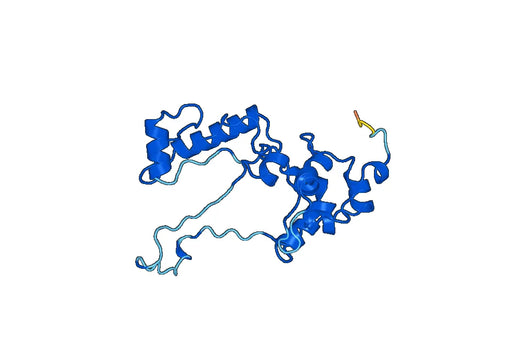 CKMT1A, N-His, recombinant protein