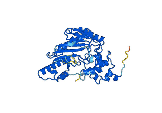 CKMT2, N-His, recombinant protein