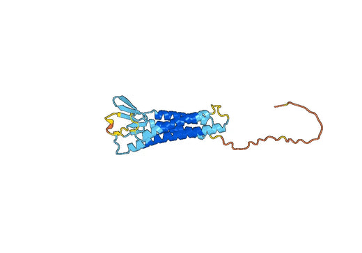 Claudin-3(CLDN3)