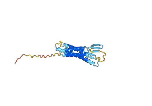 Claudin-4（CLDN4）