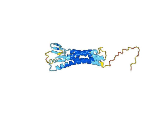Claudin-5(CLDN5)