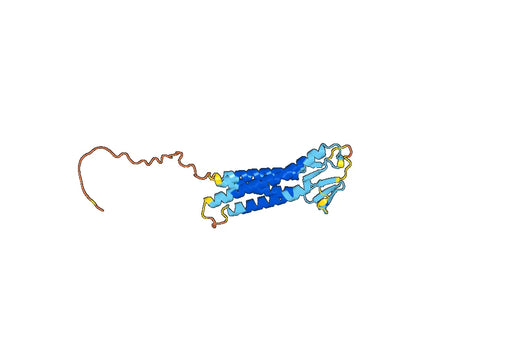 Claudin-6(CLDN6)