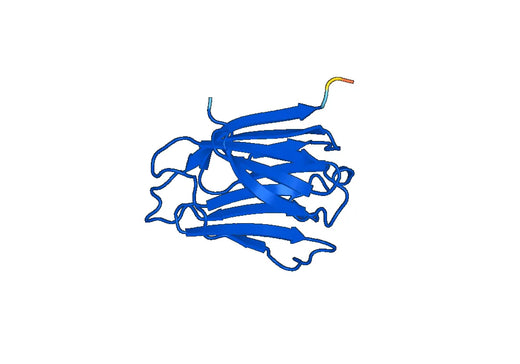 CLC, N-His, recombinant protein