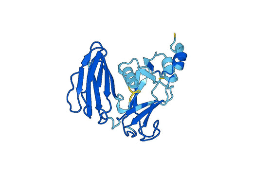 CLCA1, N-His, recombinant protein
