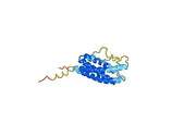 CLCF1, N-His, recombinant protein