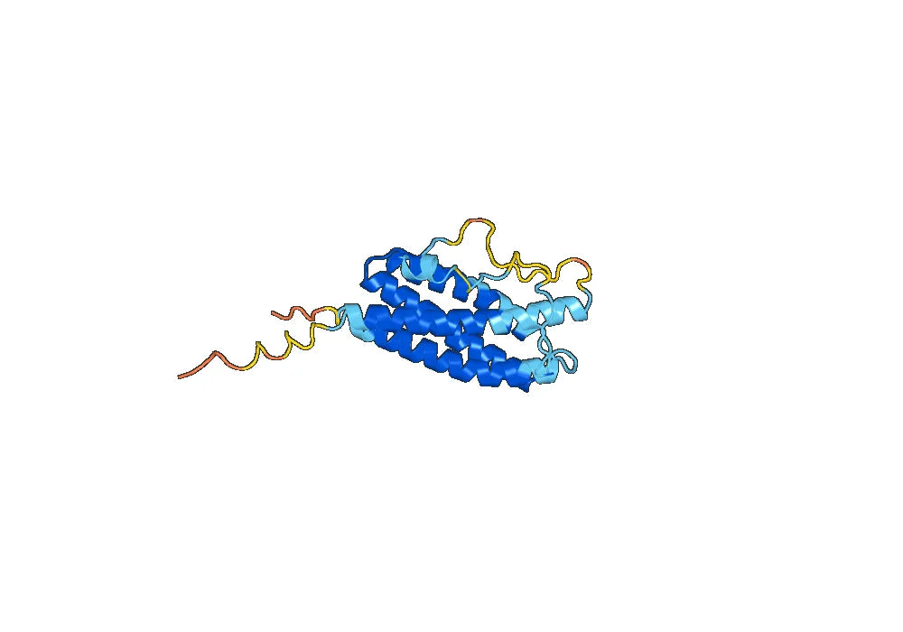 CLCF1, N-His, recombinant protein